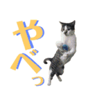 全猫のリーダー -HANAPOCHI-（個別スタンプ：28）
