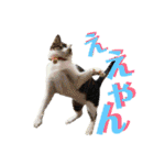 全猫のリーダー -HANAPOCHI-（個別スタンプ：30）