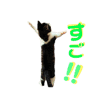 全猫のリーダー -HANAPOCHI-（個別スタンプ：33）