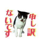 全猫のリーダー -HANAPOCHI-（個別スタンプ：34）
