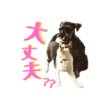 全猫のリーダー -HANAPOCHI-（個別スタンプ：35）