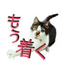 全猫のリーダー -HANAPOCHI-（個別スタンプ：36）