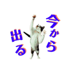 全猫のリーダー -HANAPOCHI-（個別スタンプ：37）