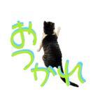 全猫のリーダー -HANAPOCHI-（個別スタンプ：39）