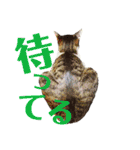 全猫のリーダー -HANAPOCHI-（個別スタンプ：40）