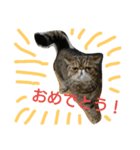 ドラネコドラポポ（個別スタンプ：3）
