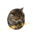 ドラネコドラポポ（個別スタンプ：4）