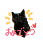 ドラネコドラポポ（個別スタンプ：6）