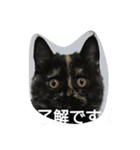 ドラネコドラポポ（個別スタンプ：7）
