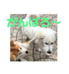 ふくの一言 1（個別スタンプ：6）