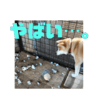 ふくの一言 1（個別スタンプ：7）