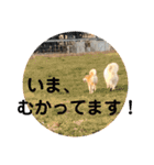 ふくの一言 1（個別スタンプ：8）