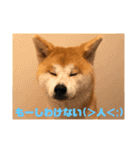 ふくの一言 1（個別スタンプ：12）