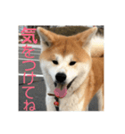 ふくの一言 1（個別スタンプ：14）