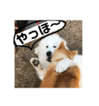ふくの一言 1（個別スタンプ：15）