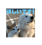 ふくの一言 1（個別スタンプ：16）