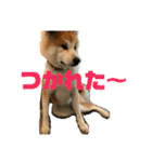 ふくの一言 1（個別スタンプ：17）