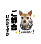 I♡Chihuahua6（個別スタンプ：18）