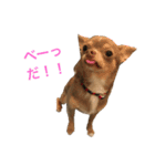 チワワのラルフ（個別スタンプ：2）