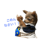 チワワのラルフ（個別スタンプ：11）