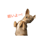 チワワのラルフ（個別スタンプ：17）