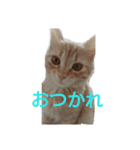 茶トラ猫のチャピ（個別スタンプ：2）