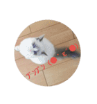 六華STAMP（個別スタンプ：1）