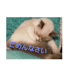 六華STAMP（個別スタンプ：2）
