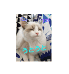 六華STAMP（個別スタンプ：3）