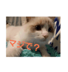 六華STAMP（個別スタンプ：10）