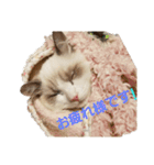 六華STAMP（個別スタンプ：11）