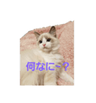 六華STAMP（個別スタンプ：15）
