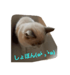 六華STAMP（個別スタンプ：18）