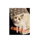 六華STAMP（個別スタンプ：19）