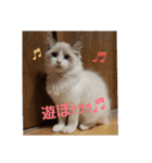 六華STAMP（個別スタンプ：24）