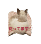六華STAMP（個別スタンプ：25）