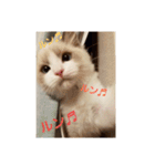 六華STAMP（個別スタンプ：26）