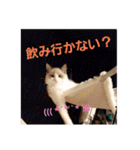 六華STAMP（個別スタンプ：30）