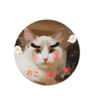 六華STAMP（個別スタンプ：35）