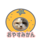 ねこさんがいっぱい食べ物でだじゃれ編（個別スタンプ：3）