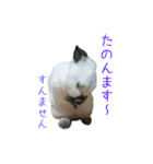 しろくろうさぎ☆はなちゃん（個別スタンプ：6）