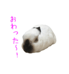 しろくろうさぎ☆はなちゃん（個別スタンプ：8）