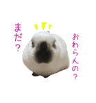 しろくろうさぎ☆はなちゃん（個別スタンプ：9）