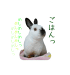 しろくろうさぎ☆はなちゃん（個別スタンプ：10）