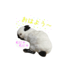 しろくろうさぎ☆はなちゃん（個別スタンプ：11）