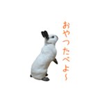 しろくろうさぎ☆はなちゃん（個別スタンプ：12）