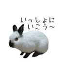 しろくろうさぎ☆はなちゃん（個別スタンプ：13）