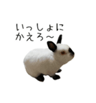 しろくろうさぎ☆はなちゃん（個別スタンプ：14）