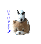 しろくろうさぎ☆はなちゃん（個別スタンプ：15）