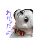 白いチワマルのバニラ（個別スタンプ：1）